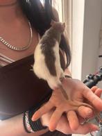 Laatste lieve tamme ratten rittens mannen beschikbaar., Dieren en Toebehoren, Knaagdieren, Rat, Mannelijk, Mei, Tam