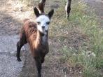 alpaca's, Meerdere dieren