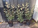 Olijfwilg compacta haagplanten 60+ cm, Ophalen of Verzenden, Overige soorten, Haag, Minder dan 100 cm