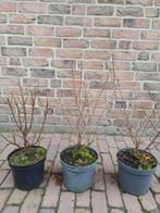 Japanse sierkers 3 soorten, Volle zon, Vaste plant, Lente, Ophalen