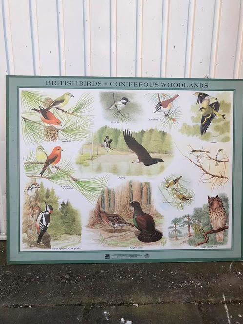 Engelse schoolplaat coniferous woodlands Vogels, Antiek en Kunst, Antiek | Schoolplaten, Natuur en Biologie, Ophalen of Verzenden