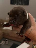Old English bulldog xLabrador Pups Unieke kruising!, Dieren en Toebehoren, Honden | Dekreuen, Meerdere, Meerdere dieren, Nederland