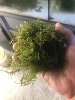 Flinke pluk mos, Dieren en Toebehoren, Vissen | Aquaria en Toebehoren, Ophalen, Zo goed als nieuw, Plant(en), Steen of Hout