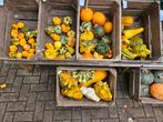 Pompoenen | Halloween | Eetbaar | Decoratie, Ophalen, Eenjarig, Overige soorten, Volle zon