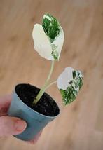 Alocasia frydek variegata, Huis en Inrichting, Kamerplanten, Ophalen, Halfschaduw, Minder dan 100 cm