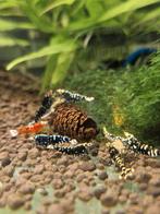 16 x Tiger var. Garnalen (TB SHRIMPS x HWA kruizing), Kreeft, Krab of Garnaal, Zoetwatervis