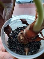 Alocasia black velvet knol / corm, Ophalen of Verzenden, Overige soorten