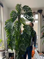 Monstera Dubia XXL - Volwassen Prachtexemplaar, 100 tot 150 cm, Overige soorten, Ophalen of Verzenden, In pot