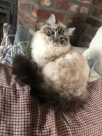 Herplaatser ragdoll poes, Dieren en Toebehoren, Katten en Kittens | Raskatten | Langhaar, Poes