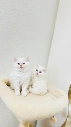 Twee kittens – 1 jongen & 1 meisje, Dieren en Toebehoren, Katten en Kittens | Raskatten | Langhaar, Meerdere dieren, 0 tot 2 jaar