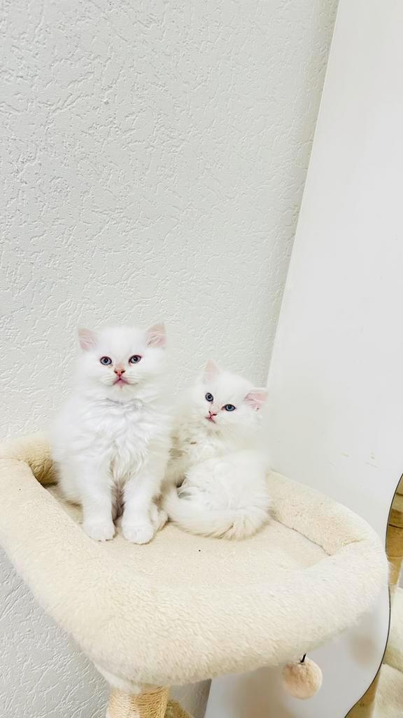 Twee kittens – 1 jongen & 1 meisje, Dieren en Toebehoren, Katten en Kittens | Raskatten | Langhaar, Meerdere dieren, 0 tot 2 jaar