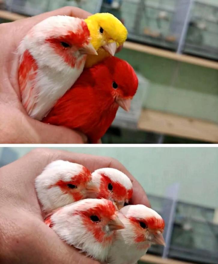 zingende zang kanaries, Dieren en Toebehoren, Vogels | Kanaries, Zangkanarie, Meerdere dieren