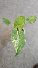 Alocasia Gageana Aurea/Albo, Ophalen of Verzenden, Halfschaduw, Minder dan 100 cm