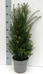 Taxus baccata, Minder dan 100 cm, Ophalen of Verzenden, Taxus, Struik