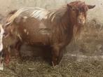 Hoornloze dwerggeit bokjes met maanvlekken, Dieren en Toebehoren, Schapen, Geiten en Varkens, Mannelijk, Geit, 0 tot 2 jaar