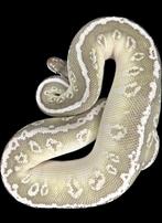 Koningspython 0.1 HGW Butter/Pastel het. Clown 2023, Slang