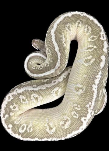 Koningspython 0.1 HGW Butter/Pastel het. Clown 2023 beschikbaar voor biedingen