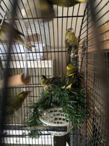JONGE SIJZEN WILDKLEUR beschikbaar voor biedingen