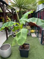 Bananenplant, Ophalen, Zomer, Overige soorten, Volle zon