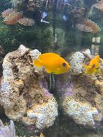 Zee aquarium keizer vis teruil/tekoop, Vis