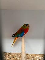 Turqusineparkiet opaline roodbuik, Dieren en Toebehoren, Vrouwelijk, Parkiet