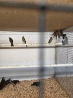 11 roodmussen 40 euro, Dieren en Toebehoren, Vogels | Overige Vogels, Meerdere dieren