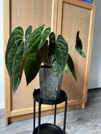 GROTE Anthurium Velvet Verde x Papillilaminum, Groene kamerplant, Ophalen, Overige soorten, Minder dan 100 cm