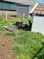 Dwerggeiten te koop, Dieren en Toebehoren, Schapen, Geiten en Varkens, Meerdere dieren, Geit