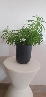 Happy Bean plant, Ophalen of Verzenden, Halfschaduw, Minder dan 100 cm