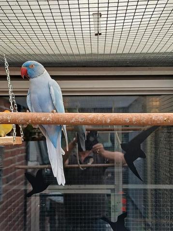 Halsbandparkiet.  beschikbaar voor biedingen