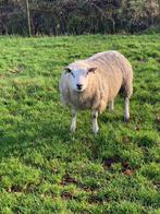 Dekram van vorig jaar., Dieren en Toebehoren, Schapen, Geiten en Varkens, Mannelijk, Schaap, 0 tot 2 jaar