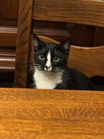 Lieve kater te koop, Dieren en Toebehoren, Katten en Kittens | Raskatten | Korthaar, Kater