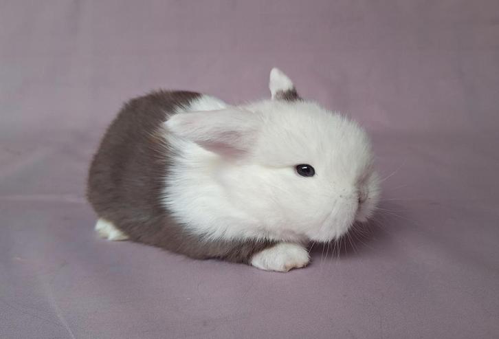Jong raszuiver minilop rammetje - choco split, Dieren en Toebehoren, Konijnen, Dwerg, Mannelijk, 0 tot 2 jaar, Hangoor