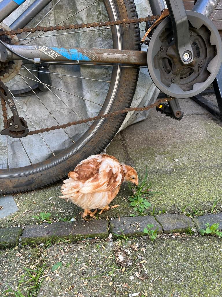 Kuiken, Geslacht onbekend, Kip