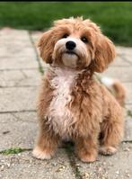 Maltipoo / Boompoo pups. (Toypoedel x Maltezer x Shih-tzu), 8 tot 15 weken, Meerdere, Meerdere dieren, Nederland