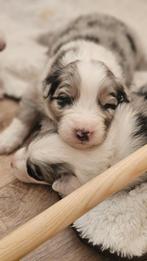Australian Shepherd pups stamboom beschikbaar, 8 tot 15 weken, Meerdere, Meerdere dieren, Herder