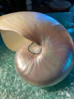 Grote Parelmoer Nautilus Schelp - Decoratief, Ophalen of Verzenden, Schelp(en)