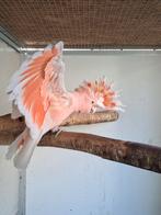 Inca kakatoe, Vrouwelijk, Papegaai, Geringd