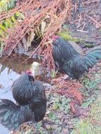 Antwerpse baardkriel, haantjes, Dieren en Toebehoren, Mannelijk, Kip