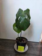 Jonge Monstera stek, Ophalen, Overige soorten, Halfschaduw, In pot