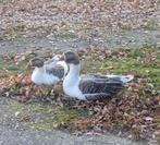 Een koppel ganzen, Meerdere dieren, Gans of Zwaan