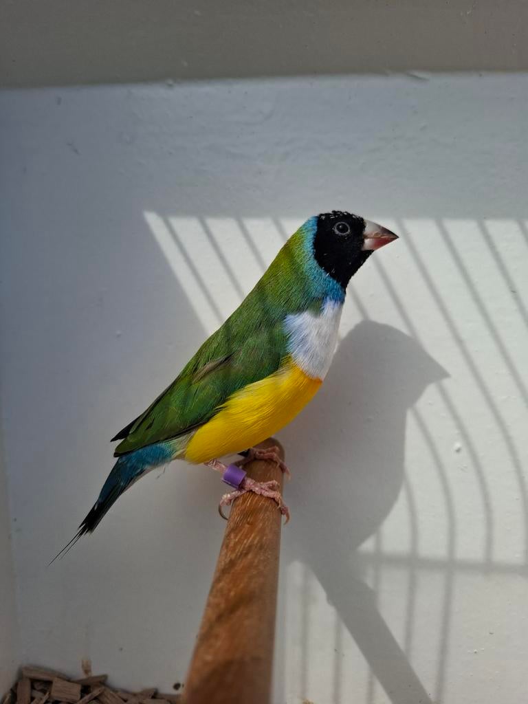 Gouldamadine, Dieren en Toebehoren, Mannelijk