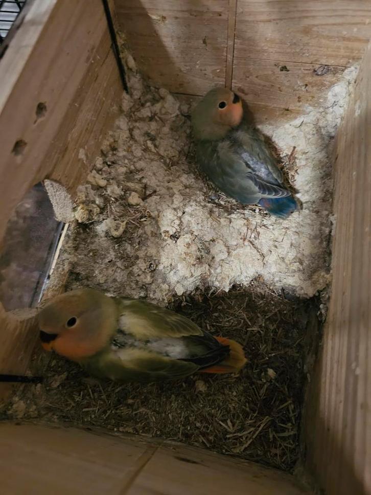 AGAPORNIS BABY'S, Dieren en Toebehoren, Vogels | Kanaries, Kleurkanarie, Geslacht onbekend