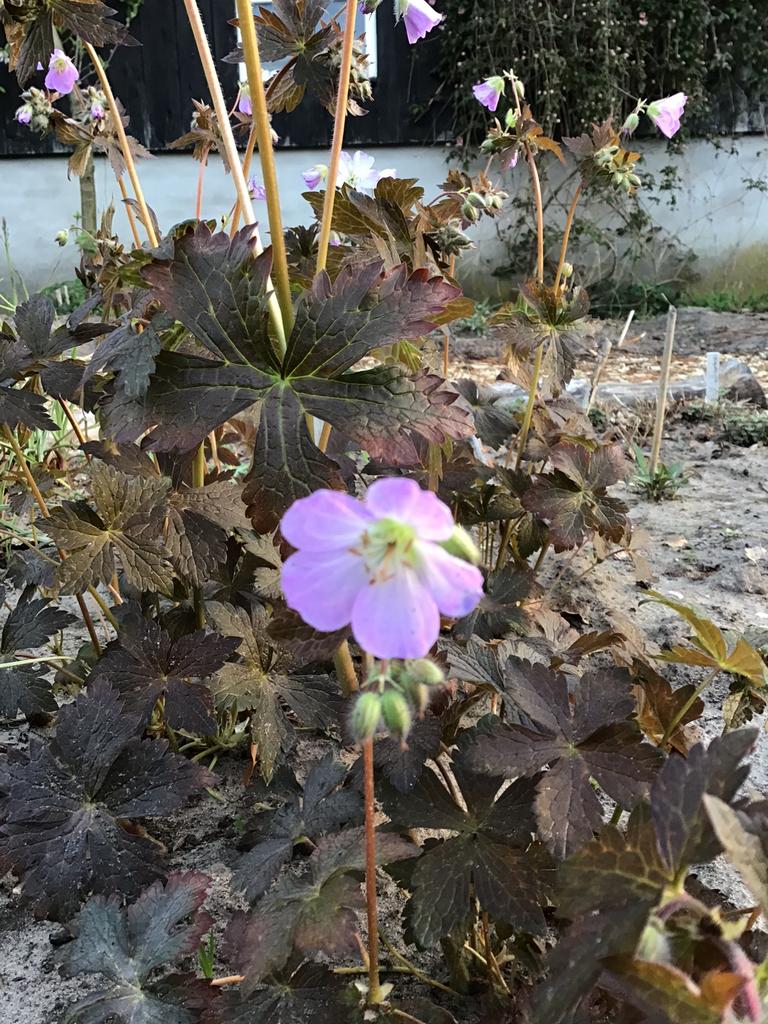 Geranium mac. Copper Tiger, Vaste plant, Halfschaduw, Lente, Ophalen