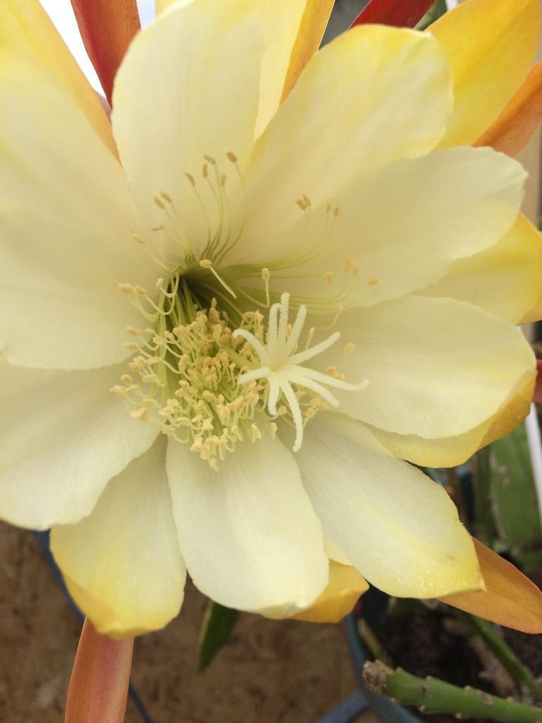 epiphyllum cactus creme de menthe gewortelde stekken, Minder dan 100 cm, Bloeiende kamerplant, Halfschaduw, Ophalen of Verzenden