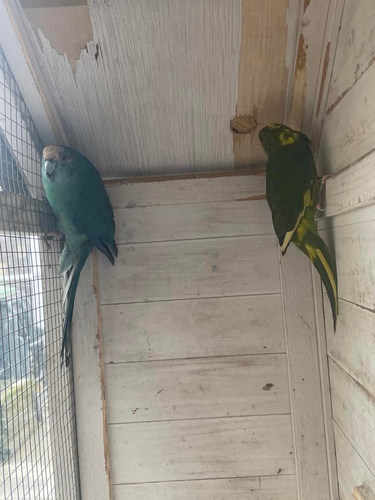 Kakariki man en pop, Dieren en Toebehoren, Vogels | Parkieten en Papegaaien, Meerdere dieren, Parkiet