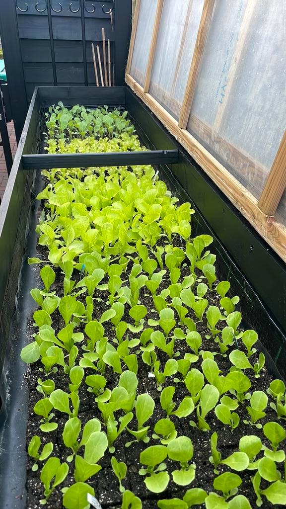 Sla Andijvie Tomaten paprika’s aubergine moestuinplantjes, Tuin en Terras, Planten | Tuinplanten, Eenjarig, Groenteplanten, Volle zon