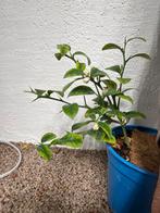 Fresh Finger Limes, Citrus Caviar, Ophalen of Verzenden