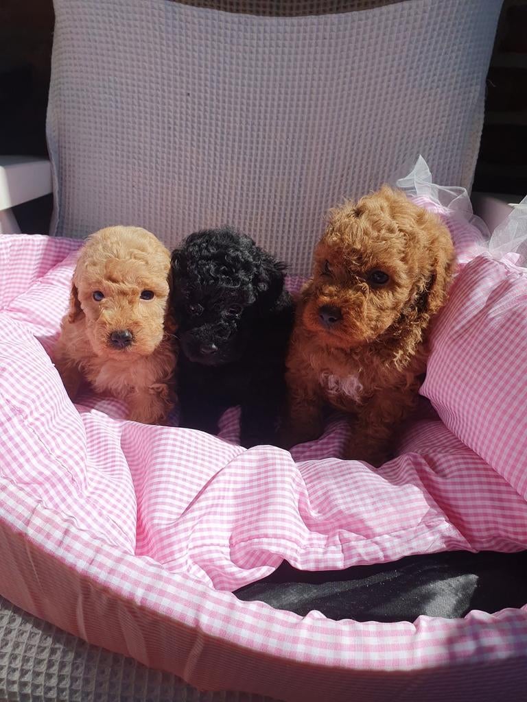 Dwergpoedel/Toypoedel met FCI Stamboom, Poedel, Parvo, Reu, 8 tot 15 weken