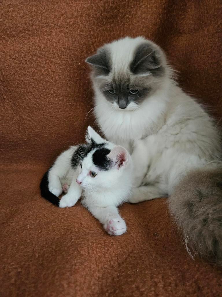 Hele aanhankelijke kittens, mogen al weg, Meerdere dieren, Kortharig, 0 tot 2 jaar